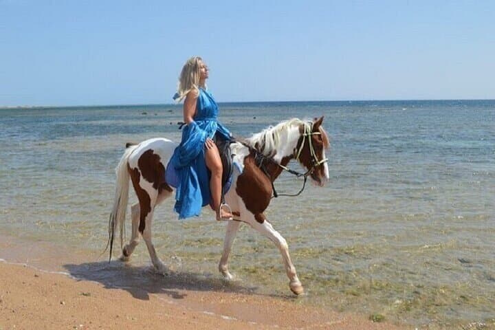 Horseback Riding and Swim with Horses in Hurghada: 4-Hour Beach & Desert Adventure photo 6