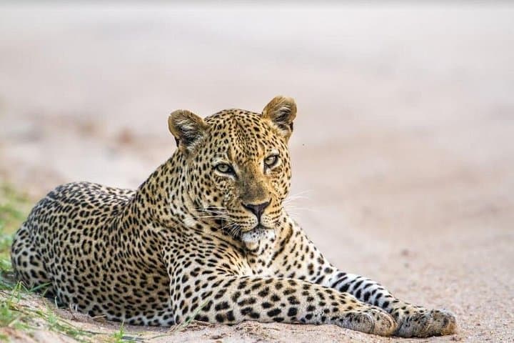Half-Day Leopard Safari in Yala National Park — What to Expect and How to Prepare photo 4