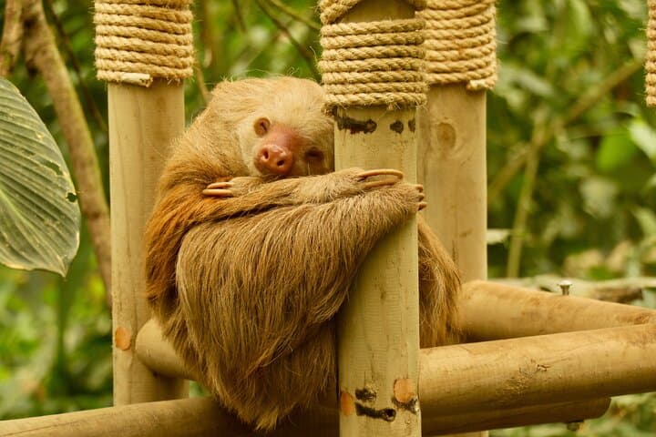 Selvatura Sloth Habitat — Guided Sloth Encounter at Selvatura Park, Monteverde