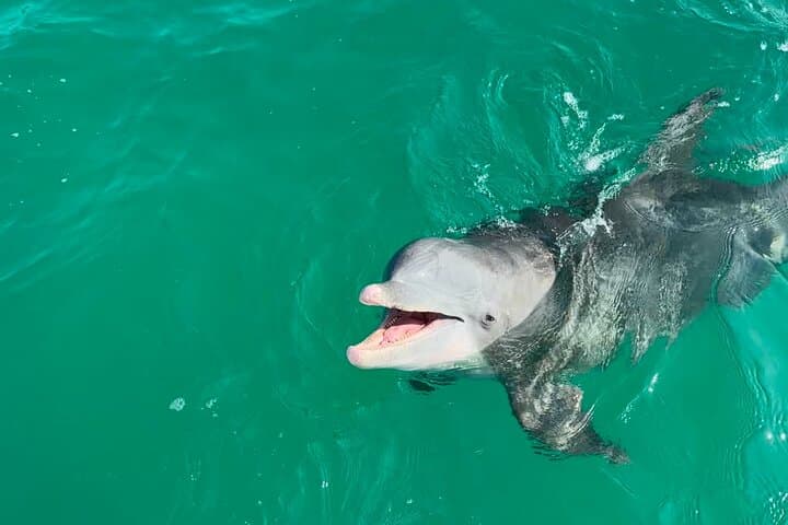Shell Island Dolphin Sightseeing Boat Tour - 1.5-Hour Pontoon Cruise from Panama City Beach