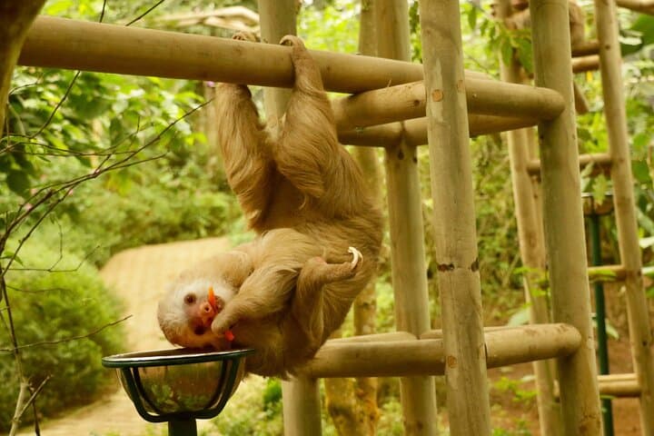 Selvatura Sloth Habitat — Guided Sloth Encounter at Selvatura Park, Monteverde photo 4