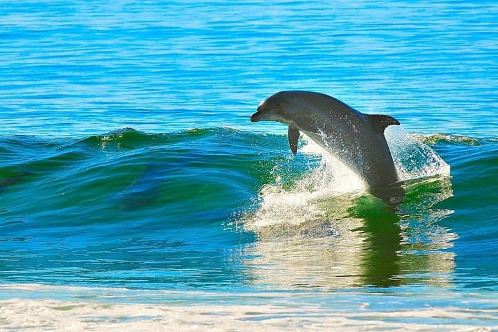 Dolphin House Snorkel Trip from Hurghada: Swim with Wild Dolphins & Red Sea Reefs photo 4