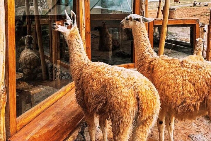 Sacred Valley ATV: Quad to Moray & Maras with Llama Picnic photo 4