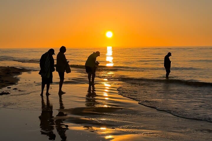 St. Pete Dolphin Watching and Shell Key Sunset Cruise: Evening Catamaran Tour photo 4