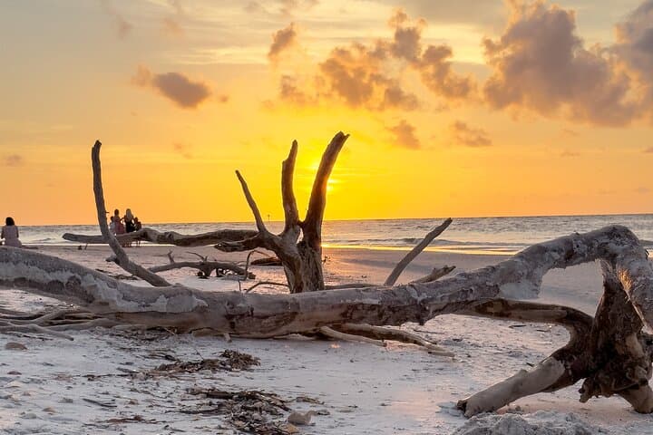 St. Pete Dolphin Watching and Shell Key Sunset Cruise: Evening Catamaran Tour photo 5