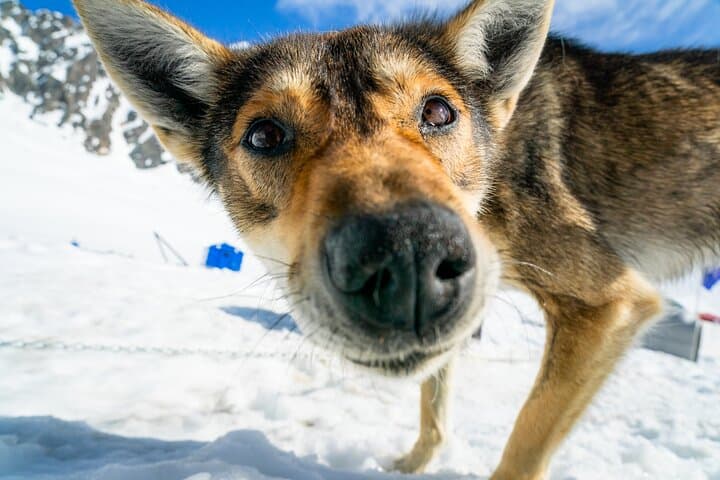 Helicopter Glacier Dogsled Tour Bear Glacier Lagoon Seward Alaska photo 6