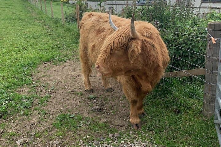 Loch Ness, Culloden & Cawdor: A Highlands Day Tour with Whisky and Standing Stones photo 4
