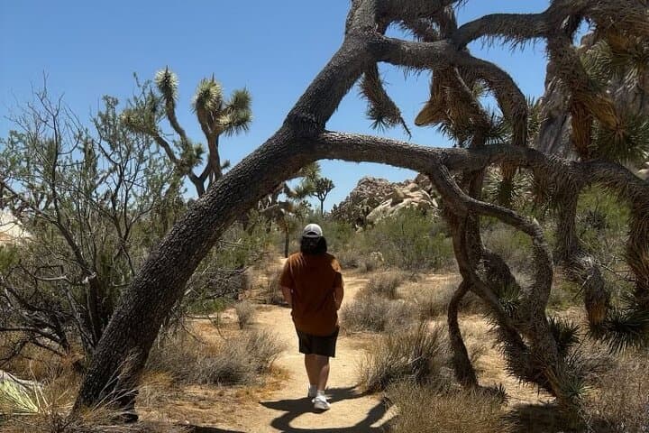 Joshua Tree Private Sightseeing Tour: Hidden Valley, Keys View & Cap Rock photo 6