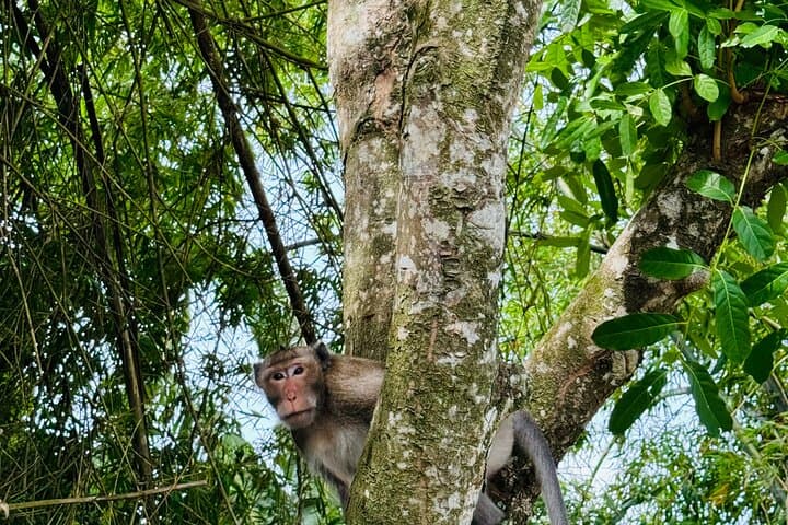 U Minh Thuong Forest and Pineapple Villages Tour from Can Tho photo 4