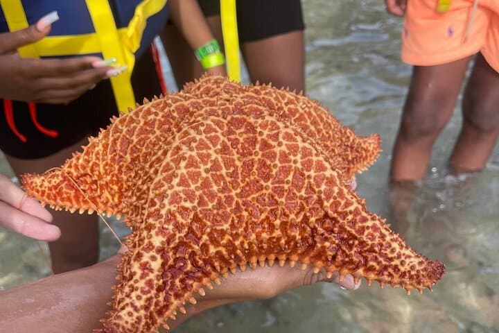 Montego Bay Snorkel & Sightseeing: Family-Friendly Reef Adventure photo 5