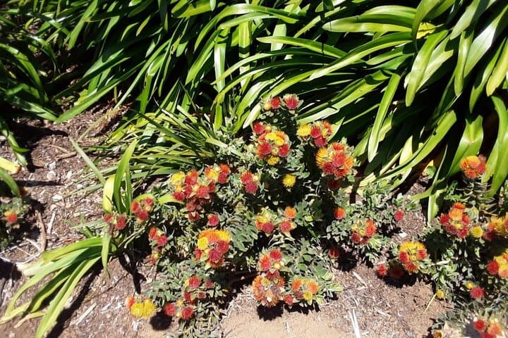 Table Mountain, Constantia & Kirstenbosch: Private Day Tour from Cape Town photo 2