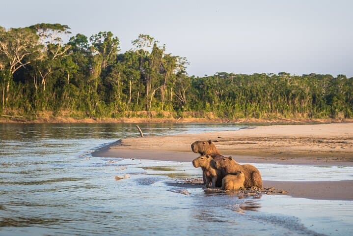 Manu Reserve Rainforest Escape: 3-Day Amazon Wildlife Tour from Cusco photo 4
