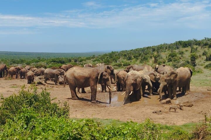Addo Elephant Park Full-Day Safari: Close Encounters, Conservation & Braai Lunch photo 3