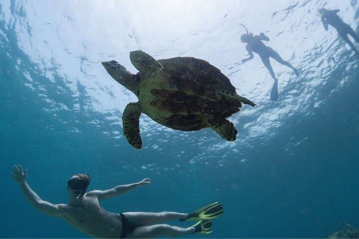 Abu Dabab Snorkeling Day Trip from Hurghada — Tickets & Beach Lunch photo 4