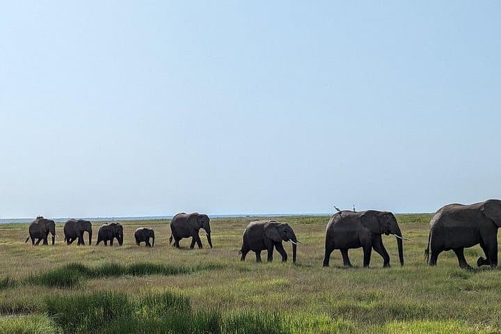 Amboseli National Park Day Safari: Kilimanjaro Views & Elephant Herds photo 3