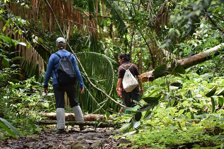 Sinharaja Rainforest Day Trek from Tangalle — Guided Wildlife & Rainforest Walk