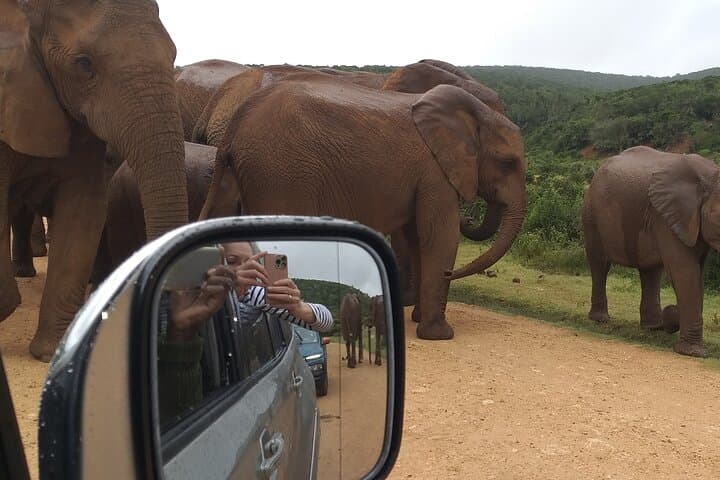 Addo Elephant Park Full-Day Safari: Close Encounters, Conservation & Braai Lunch
