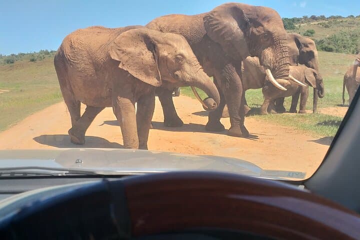 Addo Elephant Park Full-Day Safari: Close Encounters, Conservation & Braai Lunch photo 2