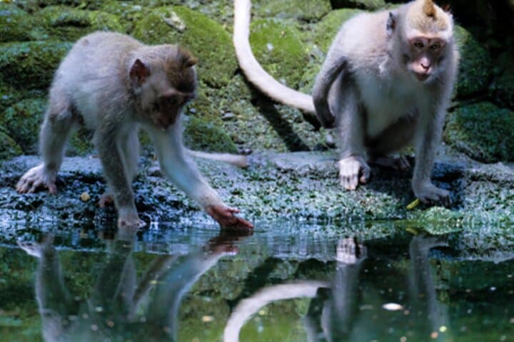 Ubud Private Full-Day: Monkey Forest, Rice Terraces & Tegenungan Waterfall photo 3