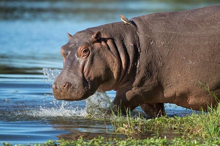 3-Day Hluhluwe Imfolozi and iSimangaliso Wetland Safari from Durban photo 4