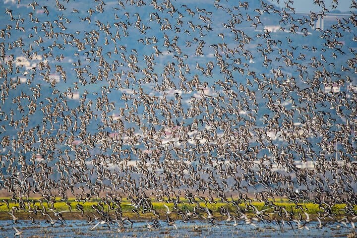 Tagus Estuary Birdwatching from Lisbon: Private Full-Day Wildlife Tour