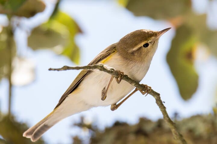 Tagus Estuary Birdwatching from Lisbon: Private Full-Day Wildlife Tour photo 2
