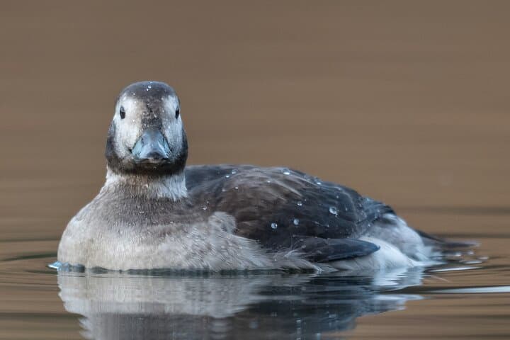 Tagus Estuary Birdwatching from Lisbon: Private Full-Day Wildlife Tour photo 3
