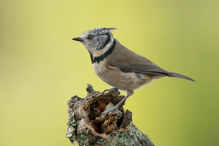 Tagus Estuary Birdwatching from Lisbon: Private Full-Day Wildlife Tour photo 4