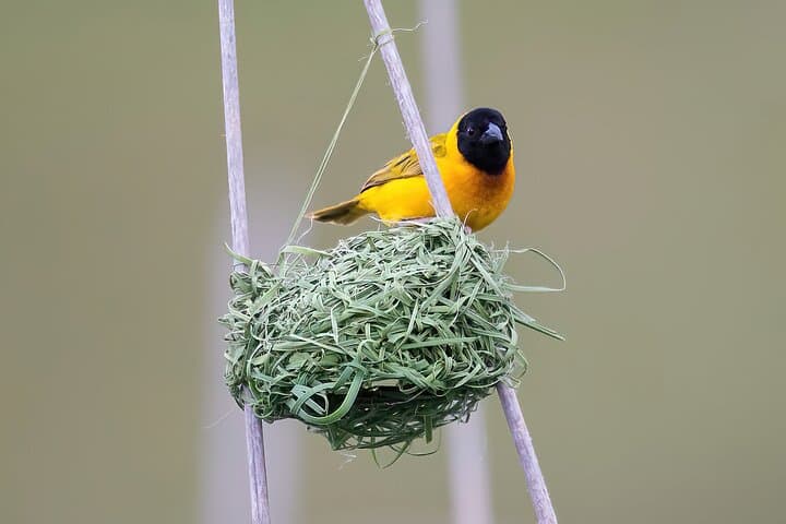 Tagus Estuary Birdwatching from Lisbon: Private Full-Day Wildlife Tour photo 5