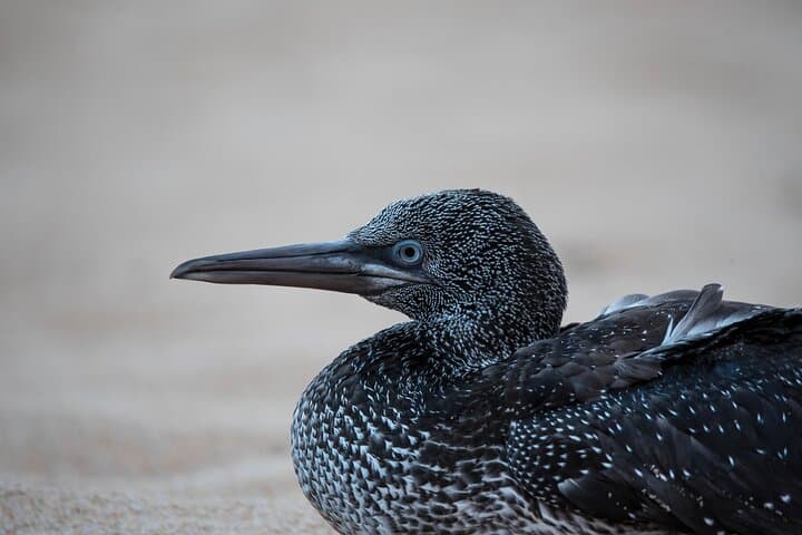 Tagus Estuary Birdwatching from Lisbon: Private Full-Day Wildlife Tour photo 6