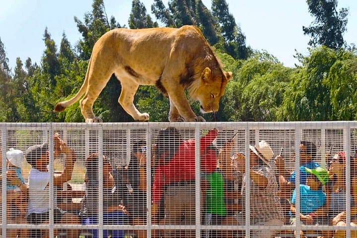 Safari Park Wild Experience Near Santiago — Big Cats, Herbivores & Family Adventure