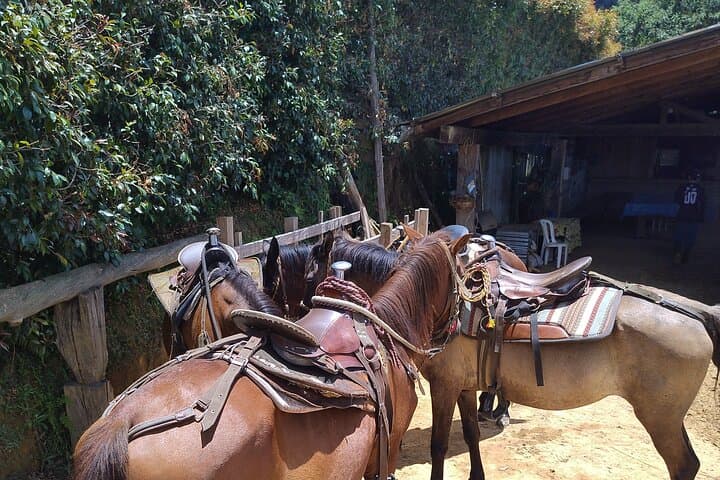 Horseback Riding in Medellín Mountains — Private Morning Ride & Scenic Trails photo 2