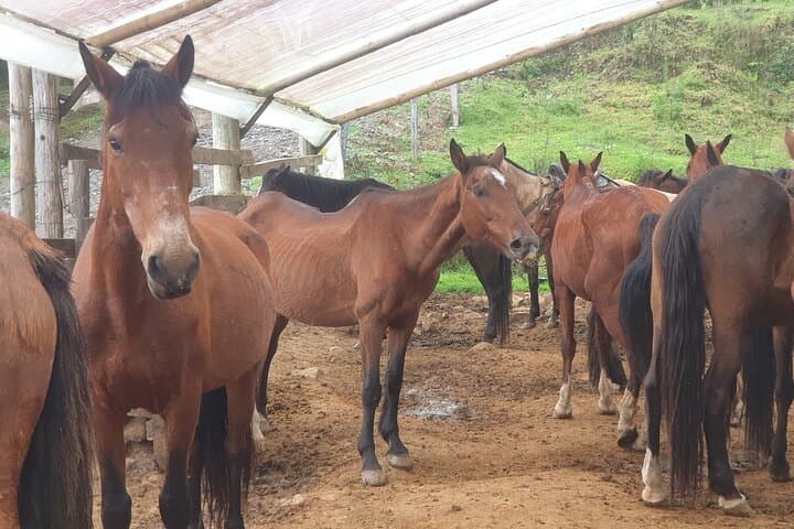 Horseback Riding in Medellín Mountains — Private Morning Ride & Scenic Trails photo 3