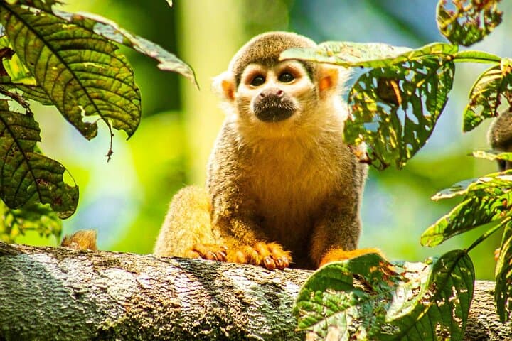 5-Day Amazon Jungle Tour from Iquitos: Wildlife, Canoes & Lodge Stay photo 1