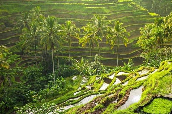 Ubud Private Day Tour: Tegalalang Rice Terrace, Monkey Forest & Tirta Empul photo 3