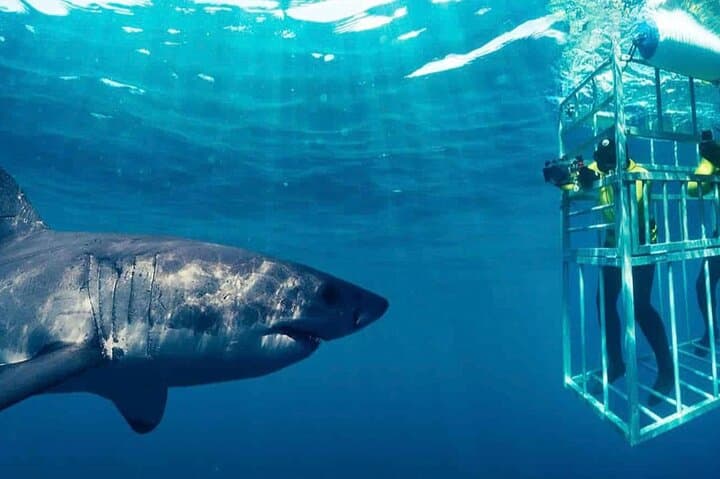 Cape Wildlife Full-Day: Penguins, Land-Based Whale Watching & Shark Cage Viewing photo 2