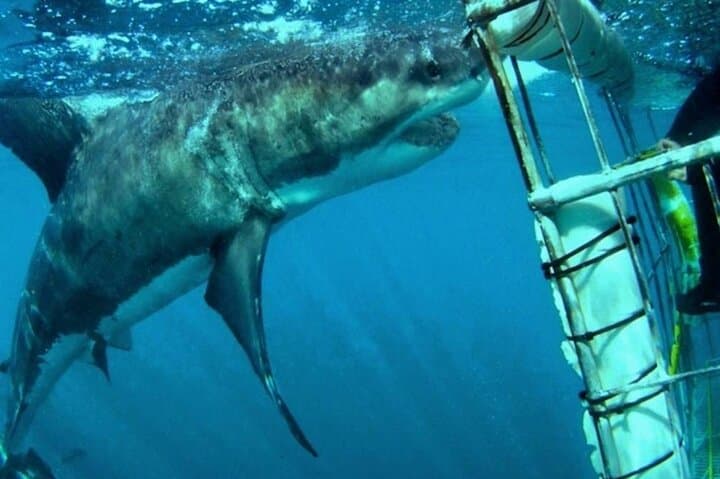Great White Shark Cage Diving Day Trip from Cape Town to Gansbaai