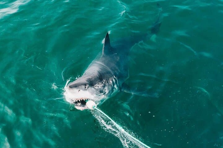 Cape Wildlife Full-Day: Penguins, Land-Based Whale Watching & Shark Cage Viewing photo 4