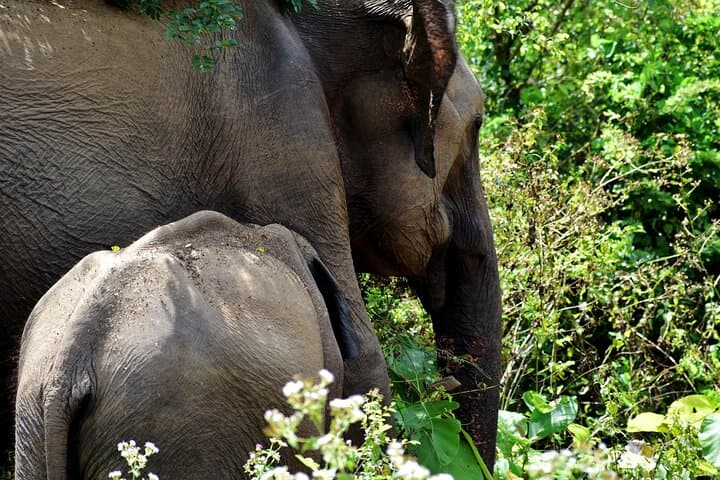 Private Udawalawe Jeep Safari — 4-Hour Elephant & Wildlife Experience photo 2