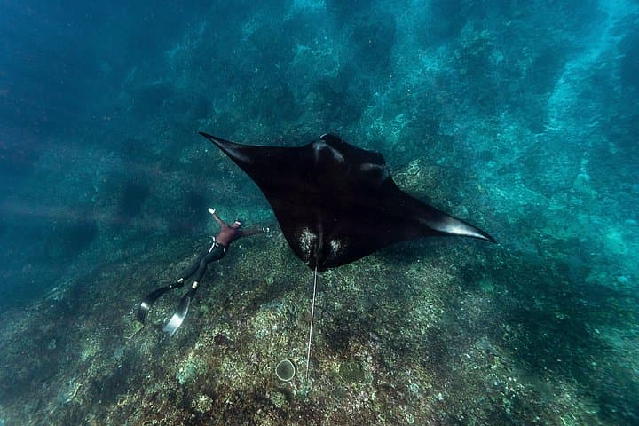 Nusa Penida Private Snorkeling Day Trip — 4 Spots plus Coastal Land Tour photo 2