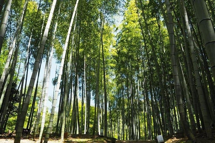 Secret Fushimi Inari Trails: Local-Guided Hike Through Hidden Torii and Bamboo Paths photo 3