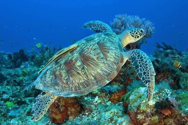 Private Bali Horse Ride and Snorkeling at Blue Lagoon with Lunch photo 4
