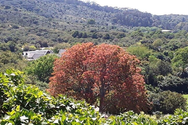 Table Mountain, Kirstenbosch & Constantia: A Private Cape Town Nature and Wine Day photo 5