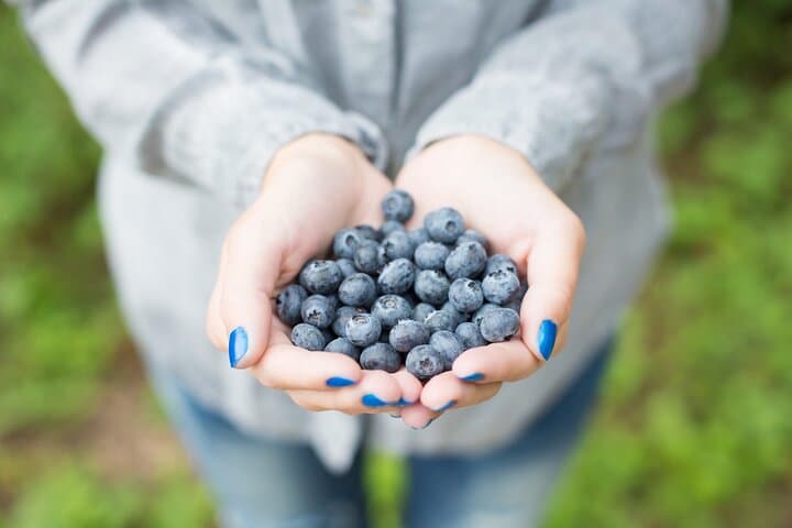 Lapland Berry Picking Adventure with BBQ: Forage Wild Berries & Sami Stories