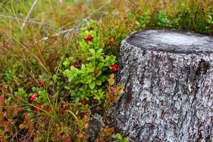 Lapland Berry Picking Adventure with BBQ: Forage Wild Berries & Sami Stories photo 5