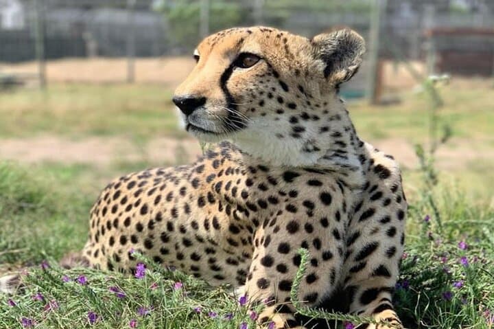 Giraffe House & Cheetah Outreach with Cape Winelands Wine Tasting photo 3