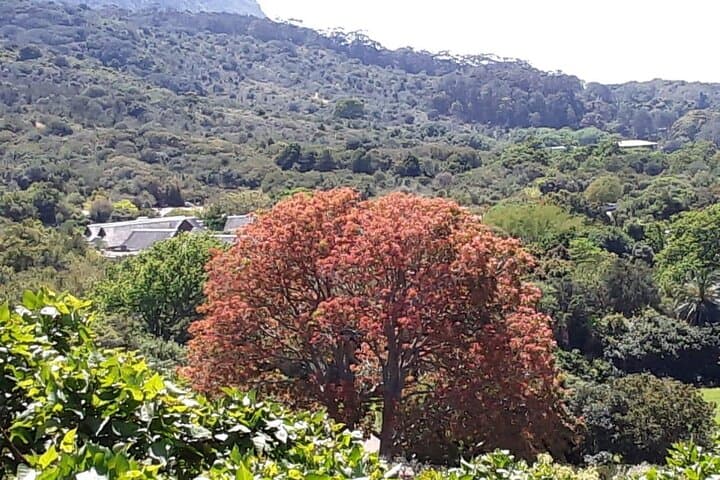 Table Mountain, Constantia & Kirstenbosch: Private Day Tour from Cape Town photo 4