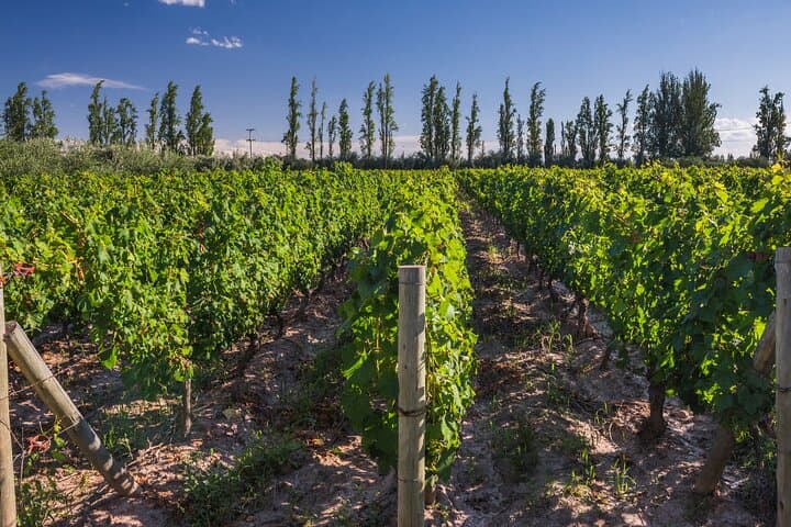 3-Day Mendoza Wine & Mountains: Malbec Tasting & Andes High-Mountain Day Trip photo 6