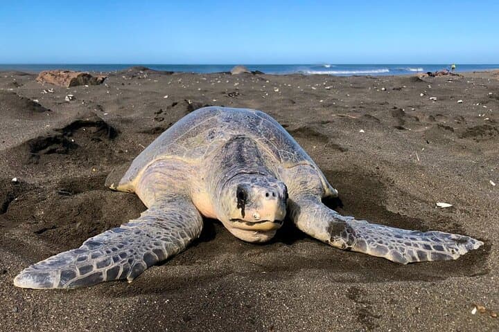 Corozalito Turtle Nesting Tour — Night Beach Walk to See Sea Turtles in Costa Rica photo 3