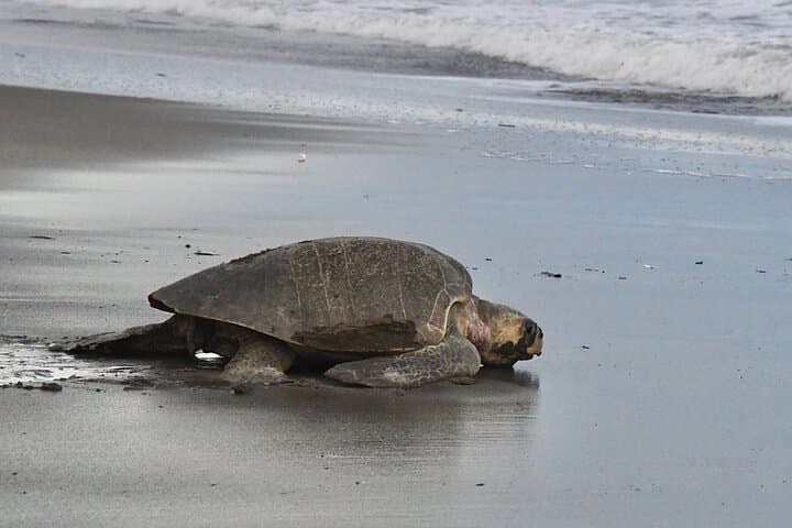 Corozalito Turtle Nesting Tour — Night Beach Walk to See Sea Turtles in Costa Rica photo 4